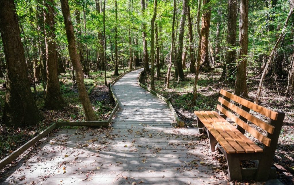 A bench and walkway in the woods at Belle Isle State Park