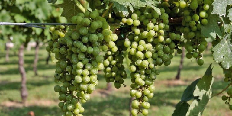 Grapes in the vineyard at our Virginia Winery on the Chesapeake Bay Wine Trail